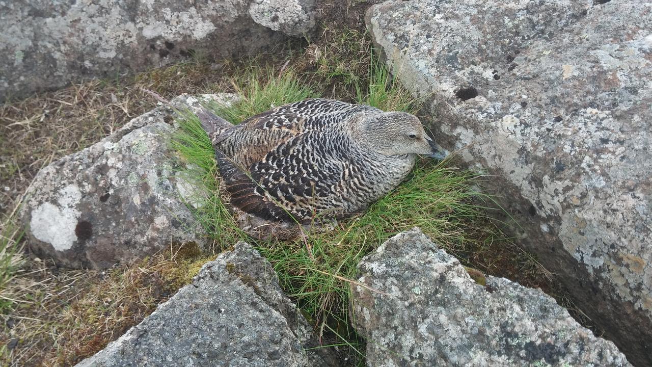 Affittacamere Mithjanes Reykholahrepp Reykholar Esterno foto