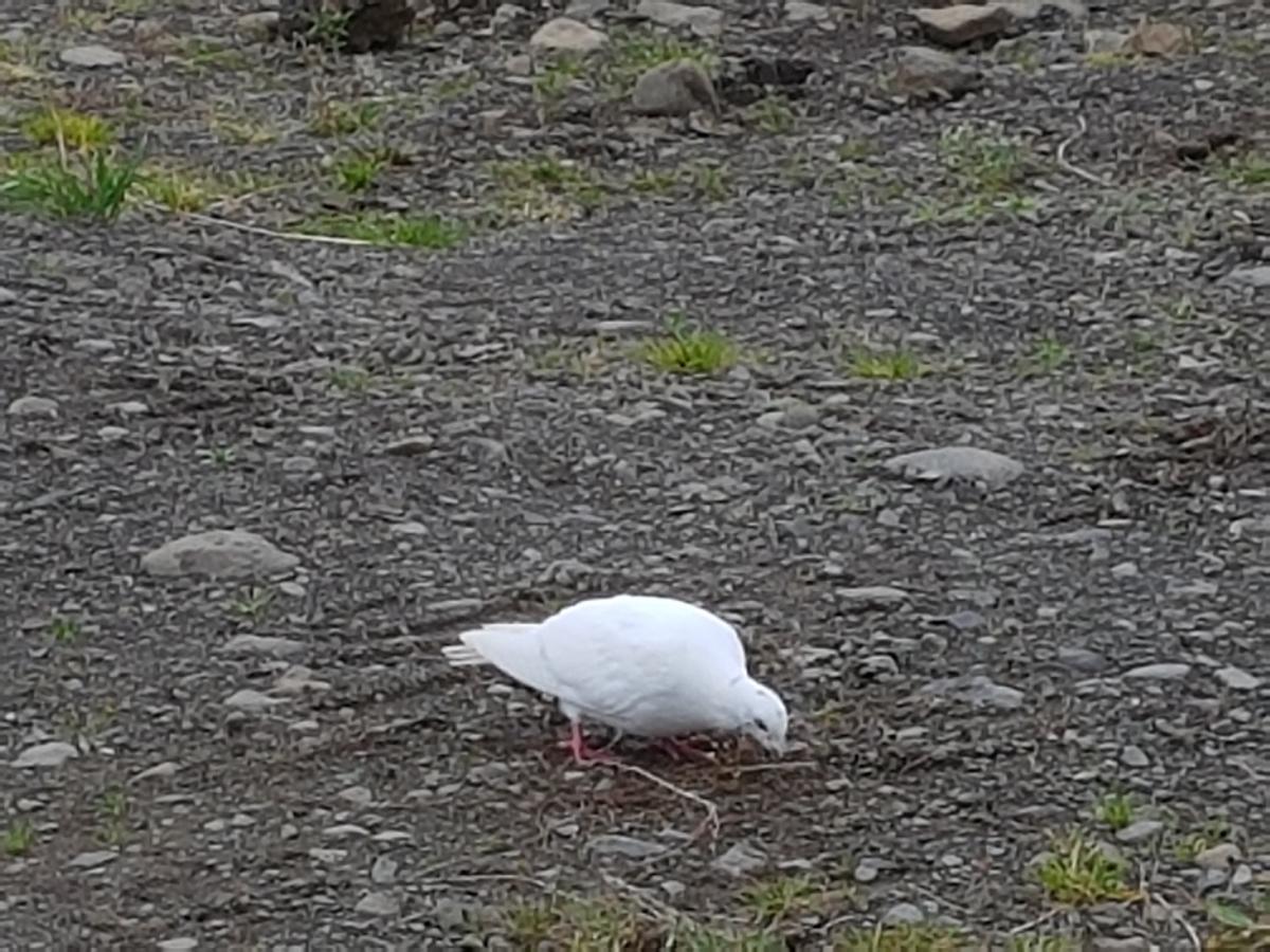 Affittacamere Mithjanes Reykholahrepp Reykholar Esterno foto